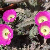 Echinocereus pentalophus ssp. leonensis JLcoll.1235.jpg